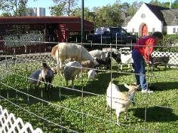 Large petting zoo setup with goats and sheep in Houston