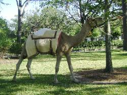 Camel saddled and ready for rides at a Houston outdoor event.