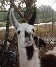 Llama in large petting zoo