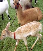 Deer and other animals in petting zoo