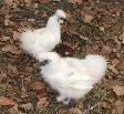 Baby chicks at petting zoo