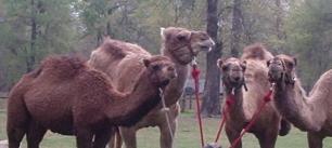 Friendly camels prepared for rides at a Houston family event.