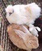 Rabbit and chicken at petting zoo